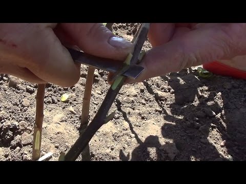 Видео: 🌳 🔪 Как Окулировать Яблоню. 🍎