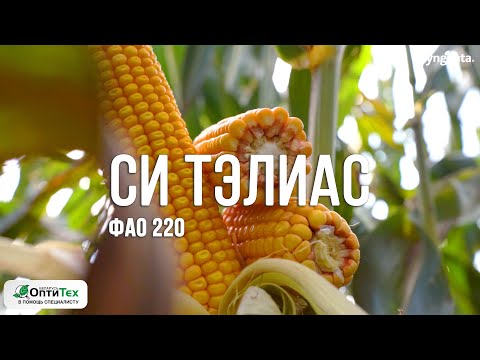 Видео: Гибрид кукурузы СИ ТЭЛИАС ФАО 220. Среднеранний, простой