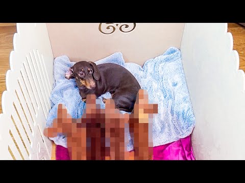 Видео: ЧАПИТОСИКИ РОЖАЮТ II Все пошло не по плану...