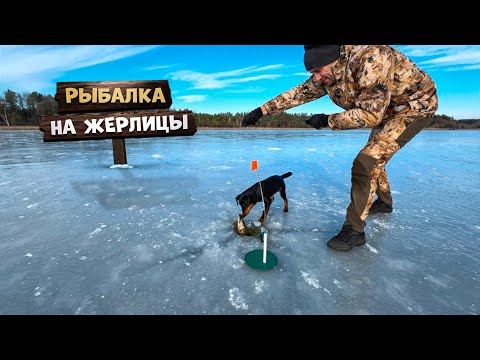 Видео: Рыбалка по первому льду, на жерлицы. Фаршированная щука с вешенками