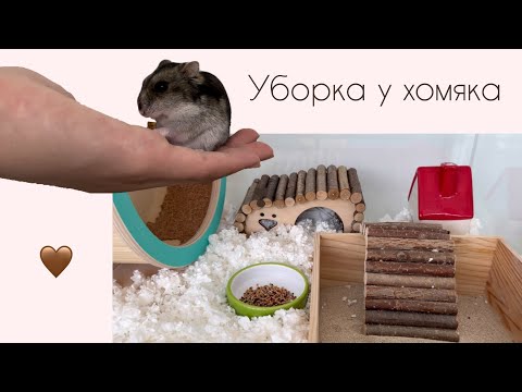 Видео: Уборка у хомяка-ХОМЯК￼🤎