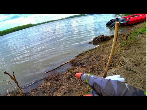 Видео: ПОДОШЁЛ к РЕЗИНКАМ, а ИХ ТАЩИТ! КРУПНАЯ РЫБА и КРАСОТА КЛЁВА при ЛОВЛЕ на РЕЗИНКУ с БЕРЕГА!