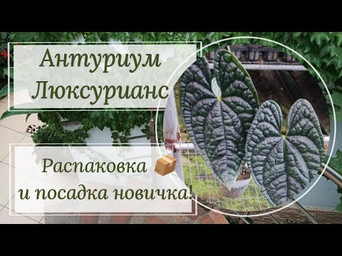 Видео: 💚 Антуриум Люксурианс 💚 из далекого Эвадора! Распаковка посылки, посадка Anthurium Luxurians .