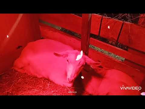 Видео: ЕСЛИ КОЗА РАНО ПОКРЫЛАСЬ 1 часть