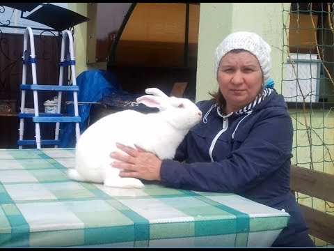 Видео: Термонский Белый кролик (Blanc de Termonde) - порода крупных белых кроликов