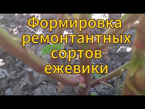 Видео: Формировка ремонтантных сортов ежевики