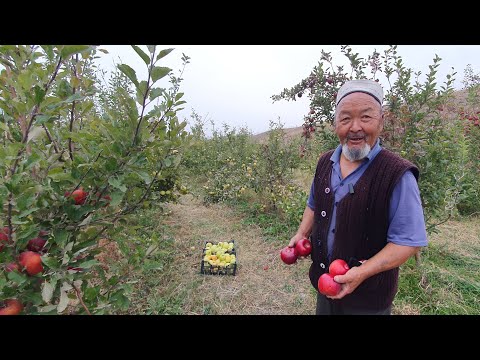 Видео: Карлик көчөттөрдөн мына түшүм👍75 жаштагы БАГБАН ЧОҢ АТА өзү эгип карайт экен👍