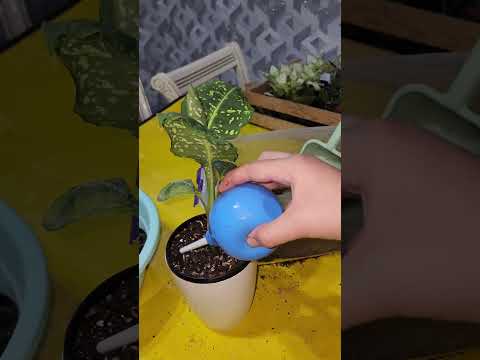 Видео: N⁰-285. Дефинбахия гулини тувакга утказиш ва парвариши хакида.