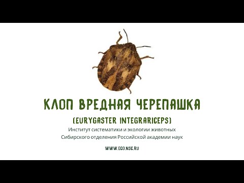 Видео: Клоп вредная черепашка (Eurygaster integrariceps)