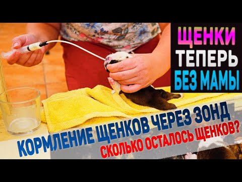 Видео: Как щенки будут расти без мамы? Зачем кормим щенков через зонд?