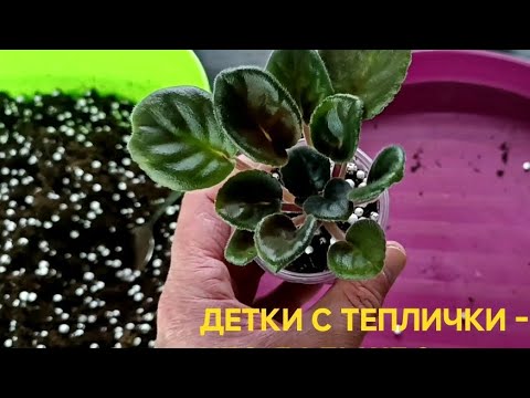 Видео: ДЕЛАЙТЕ ТАК .Что делать с детками из тепличек?