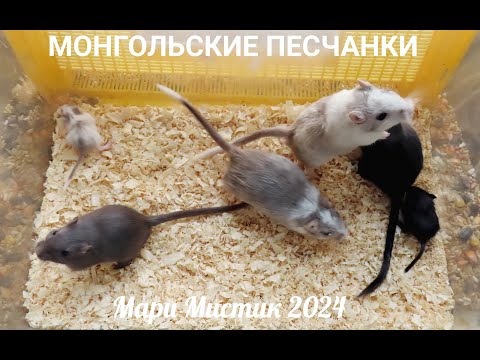 Видео: Как дела у моих ПЕСЧАНОК ? 17.02.24 #монгольскаяпесчанка #когтистыепесчанки #песчанка