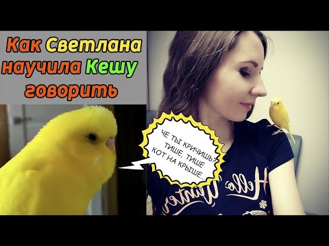 Видео: КАК НАУЧИТЬ ПОПУГАЯ ГОВОРИТЬ | СОВЕТЫ ОТ СВЕТЛАНЫ И ГОВОРЯЩЕГО ПОПУГАЯ КЕШЕЧКИ