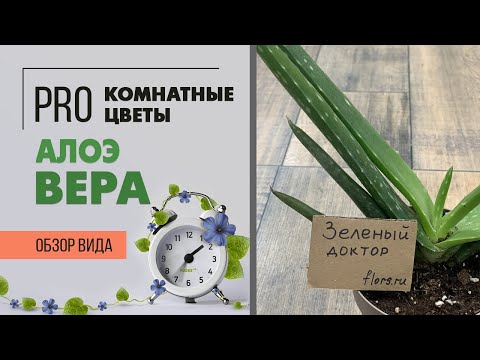 Видео: Алоэ Вера - полезный суккулент. Как правильно за ним ухаживать и чем он отличается от столетника.