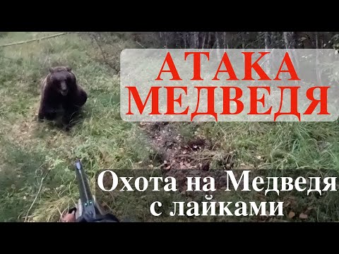 Видео: АТАКА МЕДВЕДЯ. Охота на медведя с лайками.