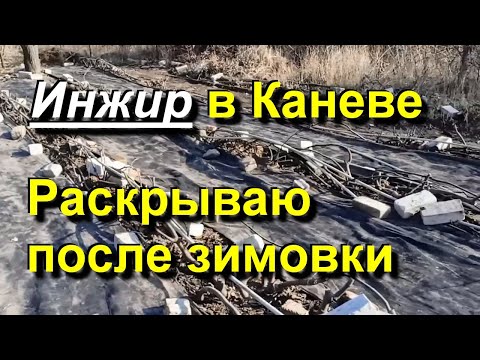 Видео: Инжир в Каневе. Раскрываю после зимовки. 2025 03 10