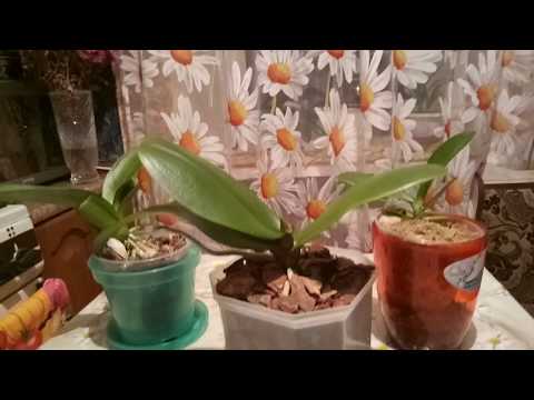 Видео: Куда лучше поставить орхидею зимой, а куда летом.