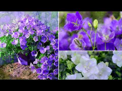 Видео: 🌹💕 Синие и фиолетовые цветы для сада 😍👍