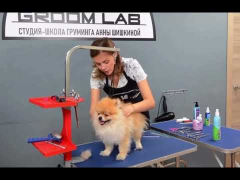 Видео: Как вычесать мертвый подшерсток у шпица? Полная версия МК на сайте: https://groomacademy.ru/groomer