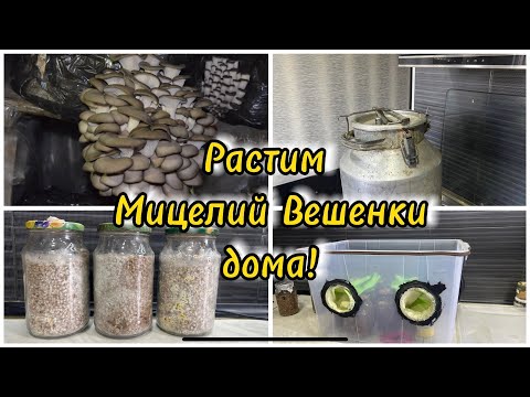Видео: Мицелий Вешенки дома! Рабочий способ!