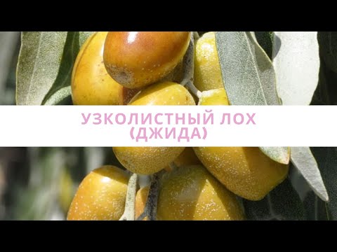Видео: УЗКОЛИСТНЫЙ ЛОХ (ДЖИДА)