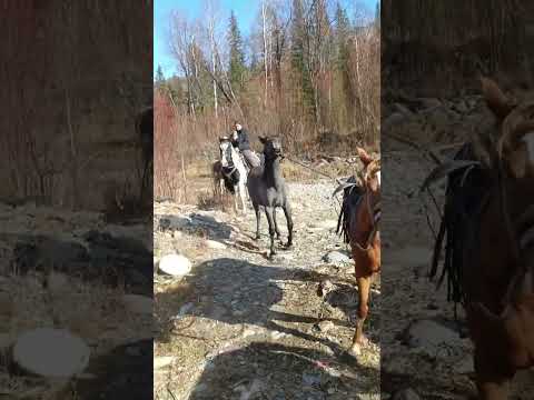 Видео: Загон коней на выпаса, порвали мост на вездеходе.