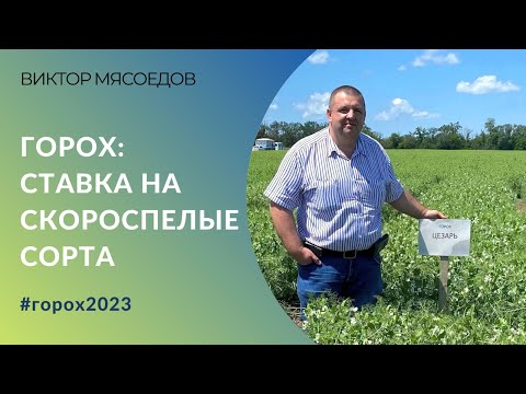 Видео: Горох на Ставрополье: от выбора семян до уборки | Ставка на сорта | Виктор Мясоедов, "КВН-Агро"
