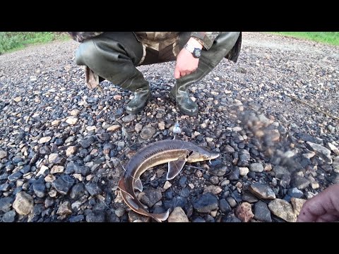 Видео: Стерлядь на закидушку. Рыбалка на реке ночью. Лето, холодно.