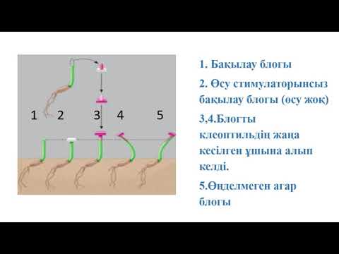 Видео: ІІ тоқсан. Биология. 11 сынып. «Өсіргіш заттардың өсімдіктерге әсер ету механизмдері»