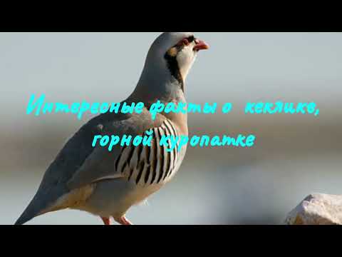 Видео: Интересные факты о кекликах или горной куропатке 🐔🐓👀💘Разведение горной куропатки