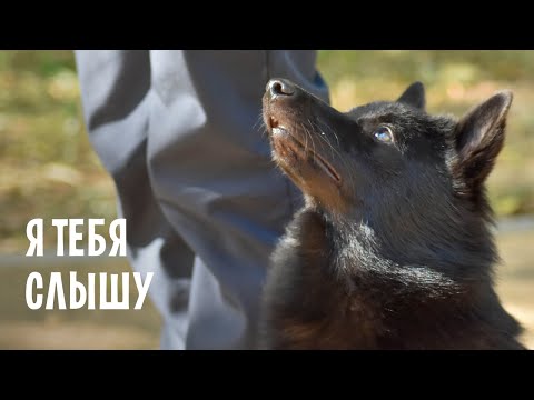 Видео: Как научить собаку слышать человека на улице?