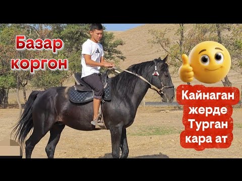 Видео: Кайнаган жерде турган кара ат дейт