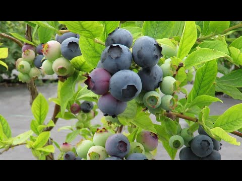 Видео: Ягоды ГОЛУБИКИ Будут Крупные и Вкусные Если Сделать Это!
