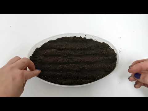 Видео: Эустома! Сеем Вместе! РЕЗУЛЬТАТ ВАС УДИВИТ!