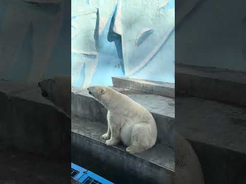 Видео: Зоопарк имени Р.А Шило ❤️❤️❤️