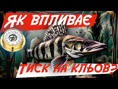 Видео: Як атмосферний ТИСК впливає на КЛЬОВ риби!