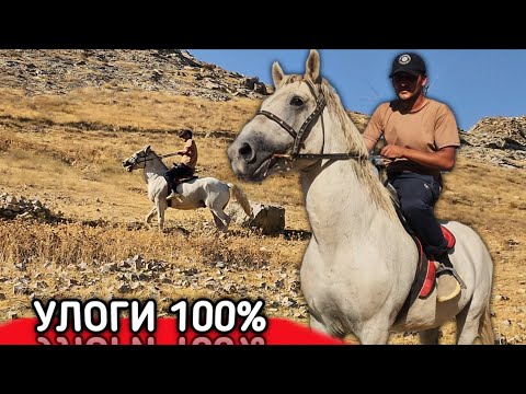 Видео: OT СОТИЛАДИ... УЛОКЧИ ОТ. #otbozor #horse 