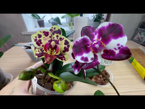 Видео: корни орхидей ПОЛЮБИЛИ этот простой грунт // орхидеи после пересадки в цеолит с кокосовыми чипсами