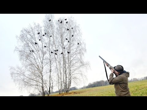 Видео: Охота на Тетерева с Ружьём из Засидки. Подсел Чётко к Чучелам!!!