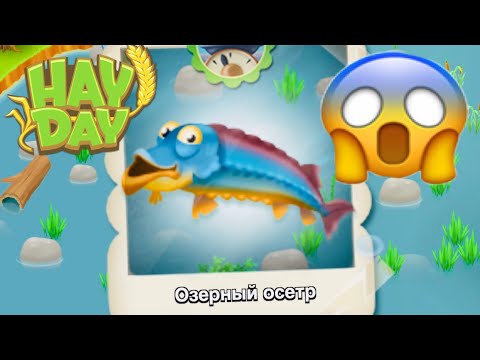 Видео: Hay Day - Секрет гигантских рыб! 🐟Как я их ловлю! 🎣 Смотреть до конца☝️