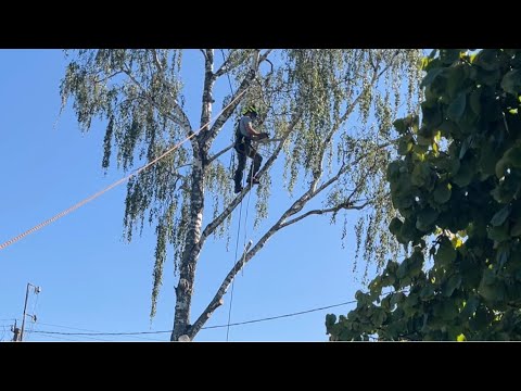 Видео: Арбористика‼️Спил(удаление) по частям с завешиванием, аварийного дерева🌳рядом с домом и ЛЭП