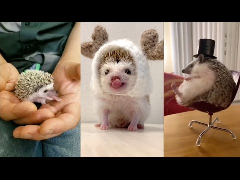 Видео: 😍 Cute and Funny 😜 Moments with Hedgehogs 🦔 Compilation 🥰 Милые и Смешные 😃 Моменты с Ежами 🦔