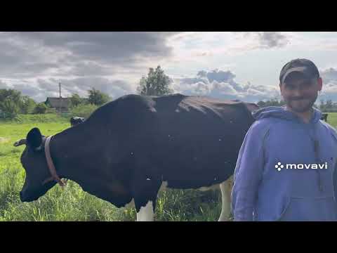 Видео: Обзор по КОРОВЬЕМУ стаду ! Разные ПОРОДЫ КОРОВ!