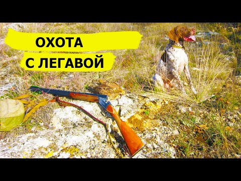 Видео: Охота с итальянской легавой. Собаки от А до Я/DOGS FROM A TO Z(Охотник и рыболов)