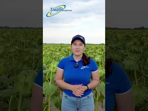 Видео: Для чого та коли проводити десикацію?  #farming #agriculture #agro