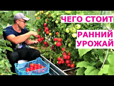 Видео: Что сделать для раннего урожая томатов в июне Подмосковье