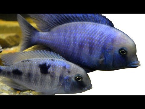 Видео: Голубой Дельфин (Cyrtocara Moorii) / Blue Dolphin