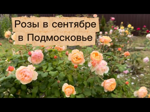 Видео: Розы. Осеннее цветение в Подмосковье: Rolad Dahl, Molineux, Capability, Emma Gamilton, Emanuel