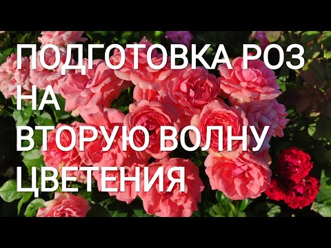 Видео: РОЗЫ. Обрезка и  подкормка роз на вторую волну цветения.