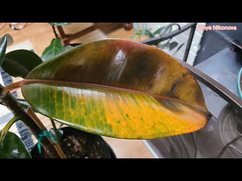 Видео: ФИКУС ТЕРЯЕТ ЛИСТЬЯ. Что делать? Как спасти ФИКУС?